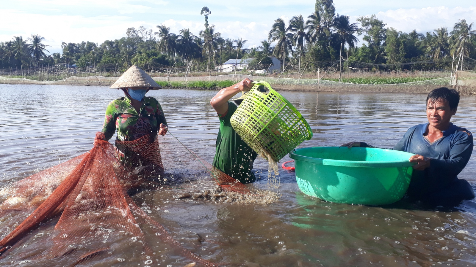 Kiếm thu nhập khá từ nuôi cá trong ruộng lúa